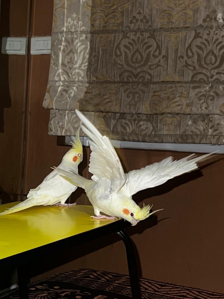 Lutino Cockatiel pair is available for sale